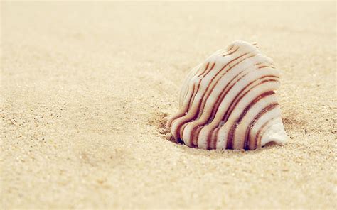 Shell Sand Shells Macro Hd Wallpaper Peakpx