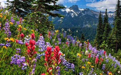 Wildflowers On Mountainside Hd Wallpaper Background Image 1920x1200