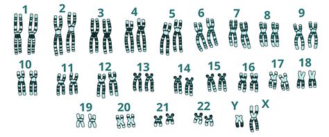 53 O Adn E Os Cromosomas