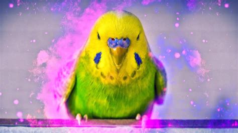 Calming Budgie Sounds Music Melody Of Relaxing Budgies Youtube