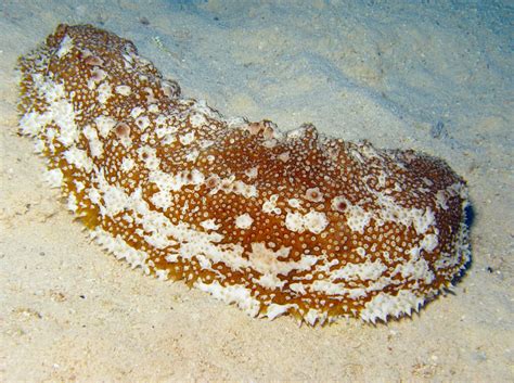 Furry Sea Cucumber Astichopus Multifidus Grand Cayman Photo 3