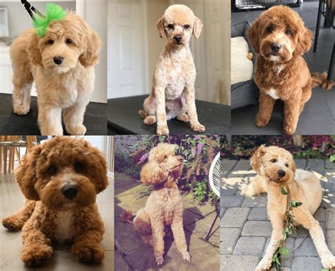 Best Labradoodle Haircuts Puppy Cut Teddy Bear Cut Etc 2023