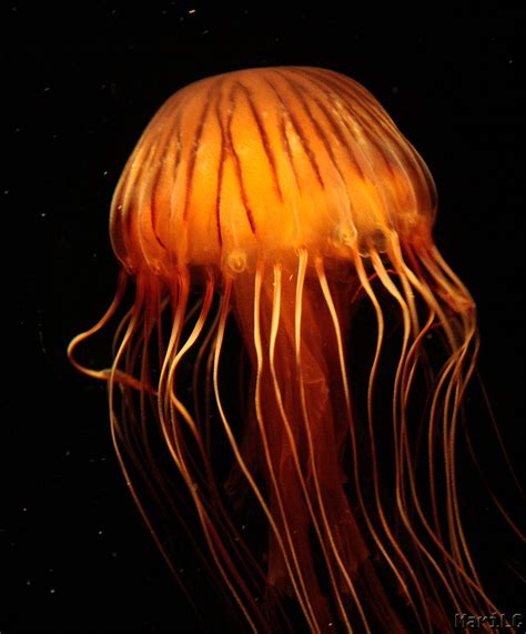 Mode de Nouveau: Glowing Jellyfish