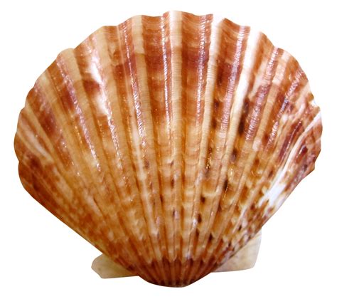 Sea Ocean Shell Png Image For Free Download