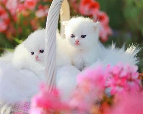 Tatlı Sevimli Kedi Fotoğrafları Resimleri Gamteli