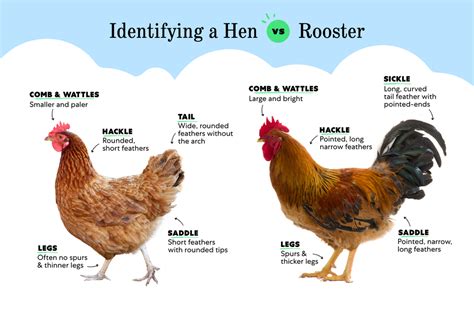 How To Identify A Rooster Versus A Hen 2023