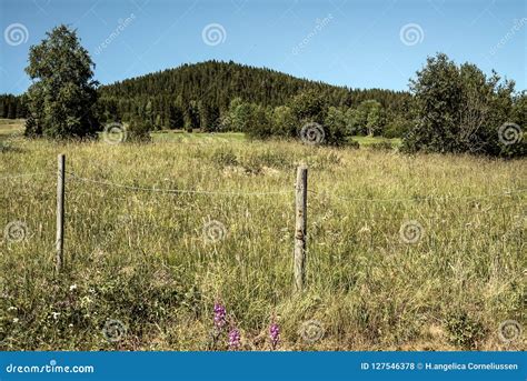 Idyllic And Peaceful Agricultural Grass Meadow With Natural Wooden