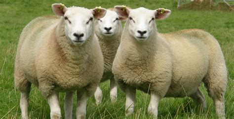 Innovis Breeding Sheep Ewe Lambs For Sale