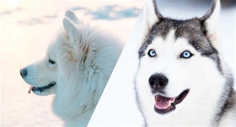 Huskimo Dog The Siberian Husky And American Eskimo Mix Breed