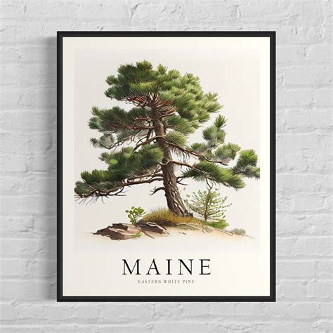 Maine State Tree Art Print Eastern White Pine Tree Wall Art State