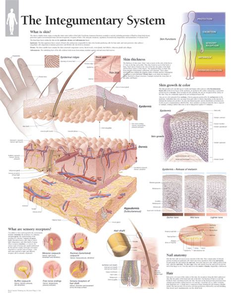 The Integumentary System Poster Clinical Charts And Supplies