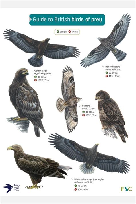 From Buzzards To Harriers And Falcons To Eagles The Fsc Birds Of Prey