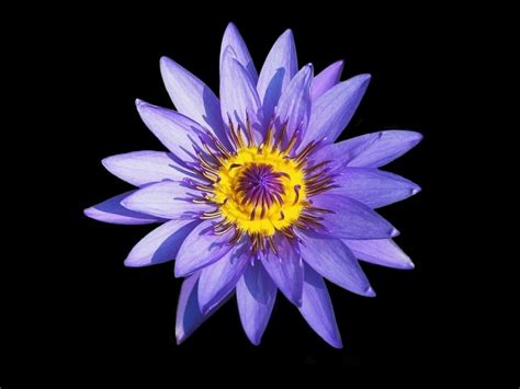 Purple Lotus Flower Flower Hd Wallpapers Images Pictures Tattoos