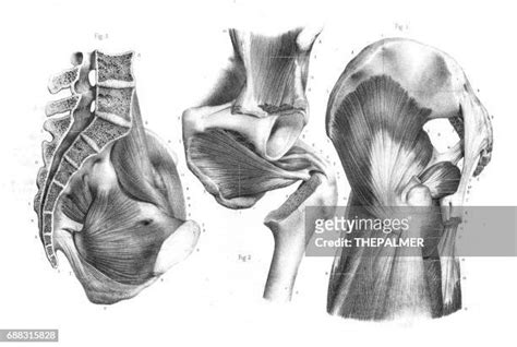 Groin Muscles Photos And Premium High Res Pictures Getty Images