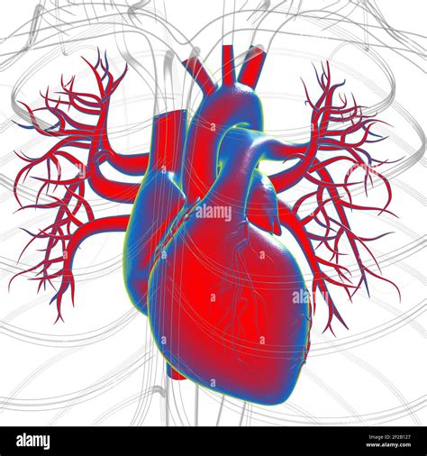 Human Heart Anatomy For Medical Concept 3d Illustration Stock Photo Alamy
