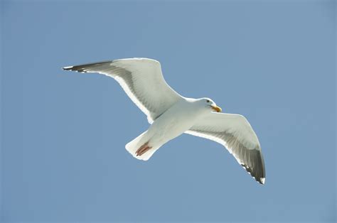 Free Photo Seagulls Flying Air Animal Beautiful Free Download
