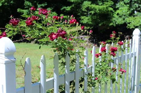 Free Stock Photo Of Red Roses On White Fence Download Free Images And