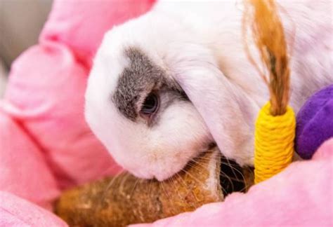 11 Best Rabbit Toys For Chewing Digging Enrichment And Hiding The