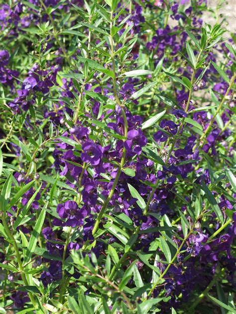 Dark Purple Angelonia Plant Live Plant 4 Pot Temp Sensitive Order