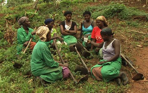 Lyf Supports Women Cocoa Farmers In Drc Through Radio Lorna Young