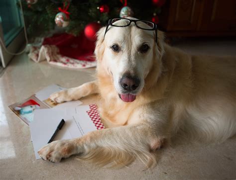 Homer The Golden Retriever Christmas Card Crackers