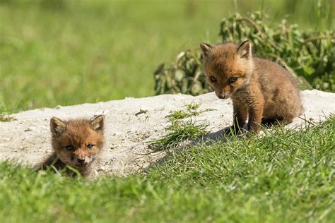 Red Fox Cubs Photograph By Ian Hufton Pixels