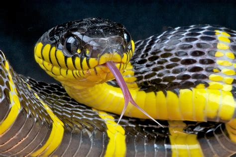 Practice your python skills with online programming challenges. Action Needed on Dangerous Pet Snakes, Demands Animal ...