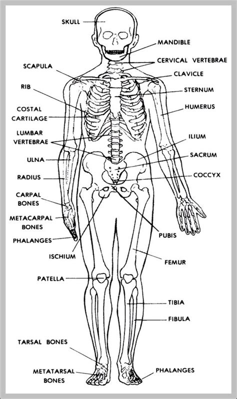 Human Anatomy Study Guides Graph Diagram