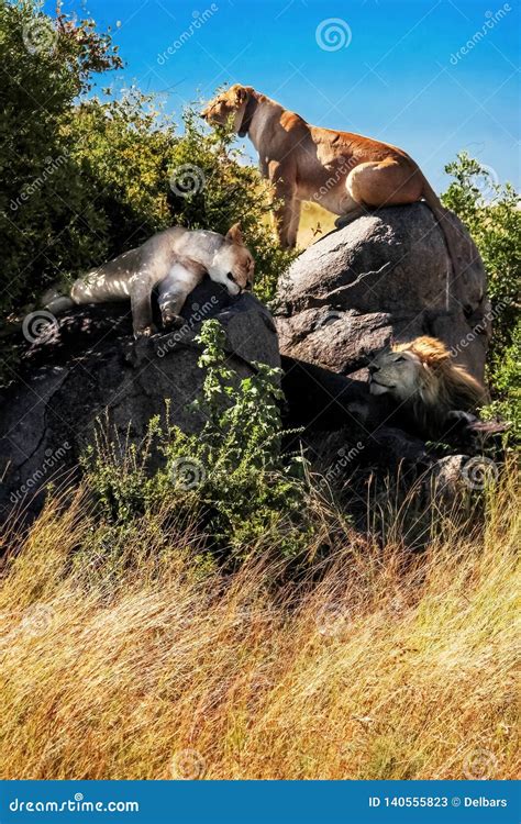 Gruppo Di Leoni Selvaggi Nella Savana Africana Lafrica Tanzania