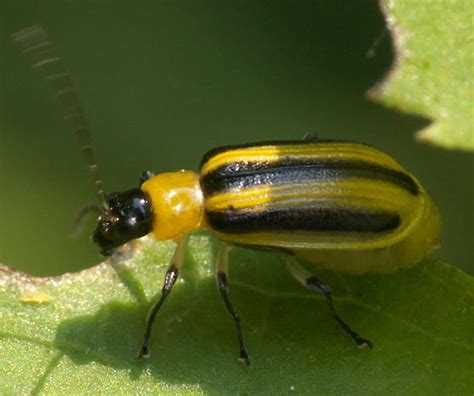 Yellow Beetle With Black Stripes Acalymma Blandulum Bugguidenet