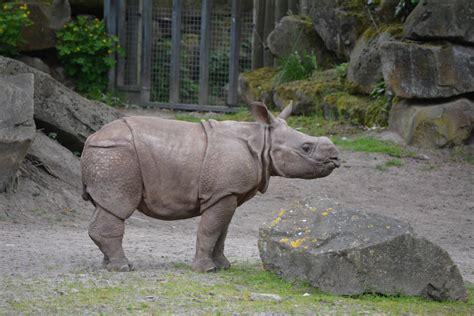 Baby Rhino Zoo Animals By Magicgirll91 On Deviantart