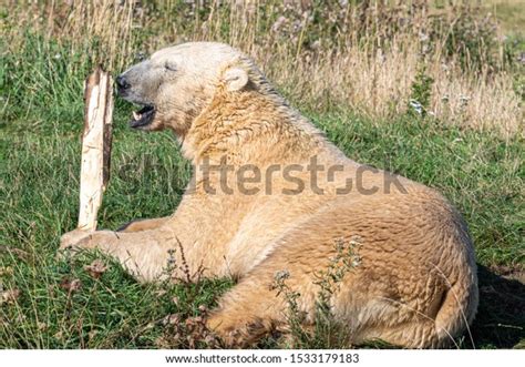 Large Polar Bear Playing Stick Stock Photo 1533179183 Shutterstock