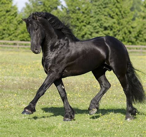 Beautiful Dutch Draft Horse Dutch Friesian Black Horses Hd