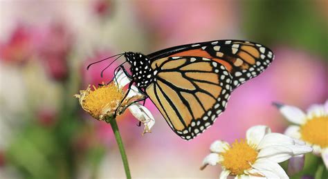 A Beautiful Monarch Photograph By Paul Ranky Fine Art America