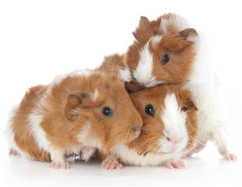 Guinea Pig Breeds Discover 13 Different Cavies With Our Complete List