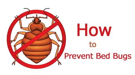 How To Prevent Bed Bugs Bites While Sleeping At Home School Hotel