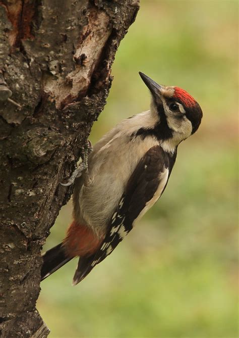 Syrian Woodpecker Dendrocopos Syriacus Photo Call And Song