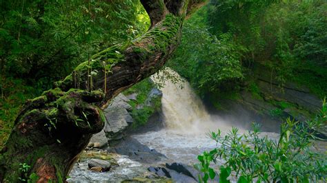 Waterfall In The Forest Pouring On River Between Green Trees Hd Nature