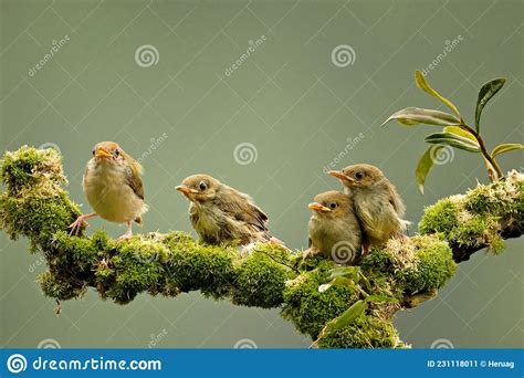 Four Chicks Perched On A Tree Branch Waiting For Their Mother While