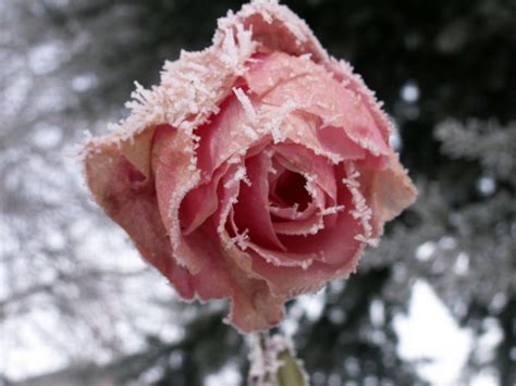 Winter Rose 1 Free Photo Download Freeimages