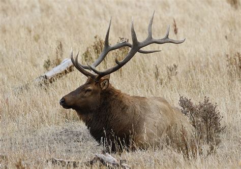 Bull Elk Resting Thru Our Eyes Photography Linton Wildlife Photos