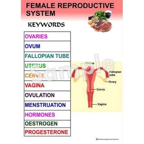 Female Reproductive System Poster Ashmore Learning Solutions