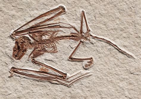 52 Million Year Old Fossils Identified As Oldest Known Bat Species