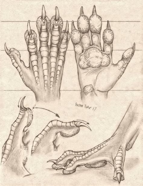 Pawed Dragon Hand Anatomy Study By Https Deviantart Com