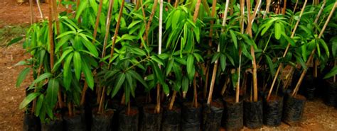 We offer organic herbs plants from around the world at best price. 100 variety mango plants for sale - rare medical plants at ...