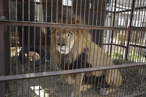33 Lions Saved From South American Circuses Heading To South Africa Abc7 New York
