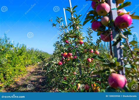 Ripe Fruits Of Red Apples On The Branches Of Young Apple Trees Stock