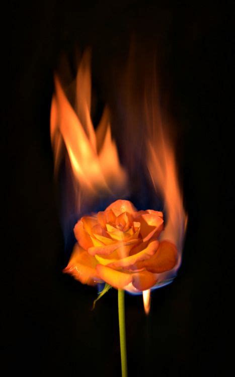 Pin By I On R Fire Photography Burning Flowers
