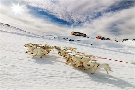 Dog Sledding In Greenland Experience Greenlands Nature Dog
