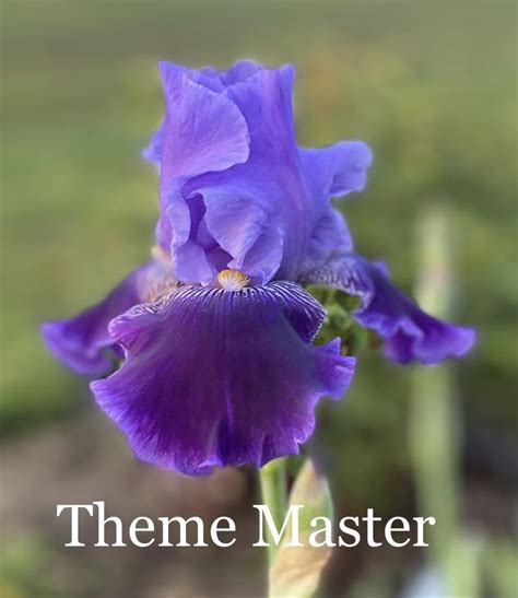 Tall Bearded Iris Iris Theme Master In The Irises Database